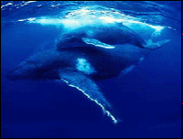 Descubren importante grupo de ballenas azules
