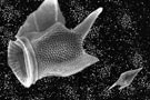 UCV trae exposición sobre los secretos del mundo microscópico